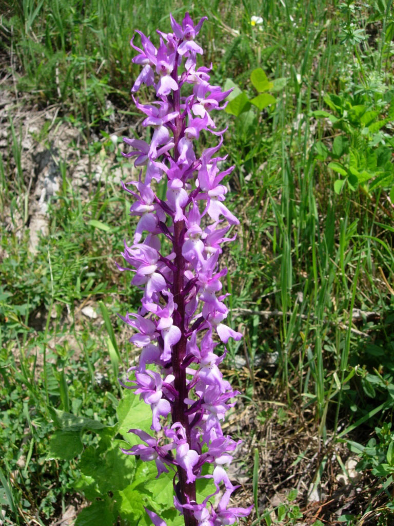 Un''altra orchidea da identificare