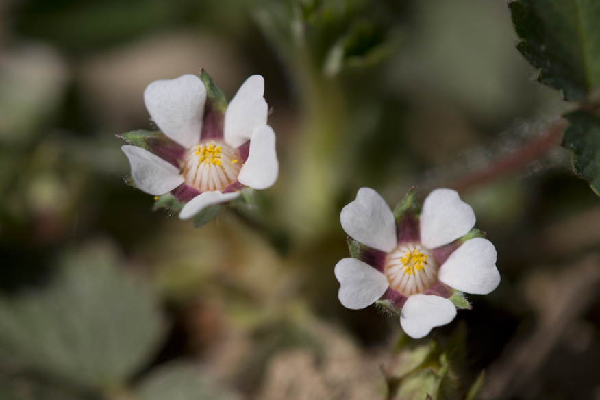 Potentilla micrantha