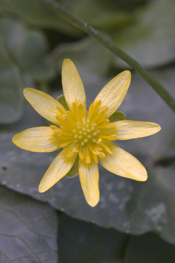 Ranunculus ficaria