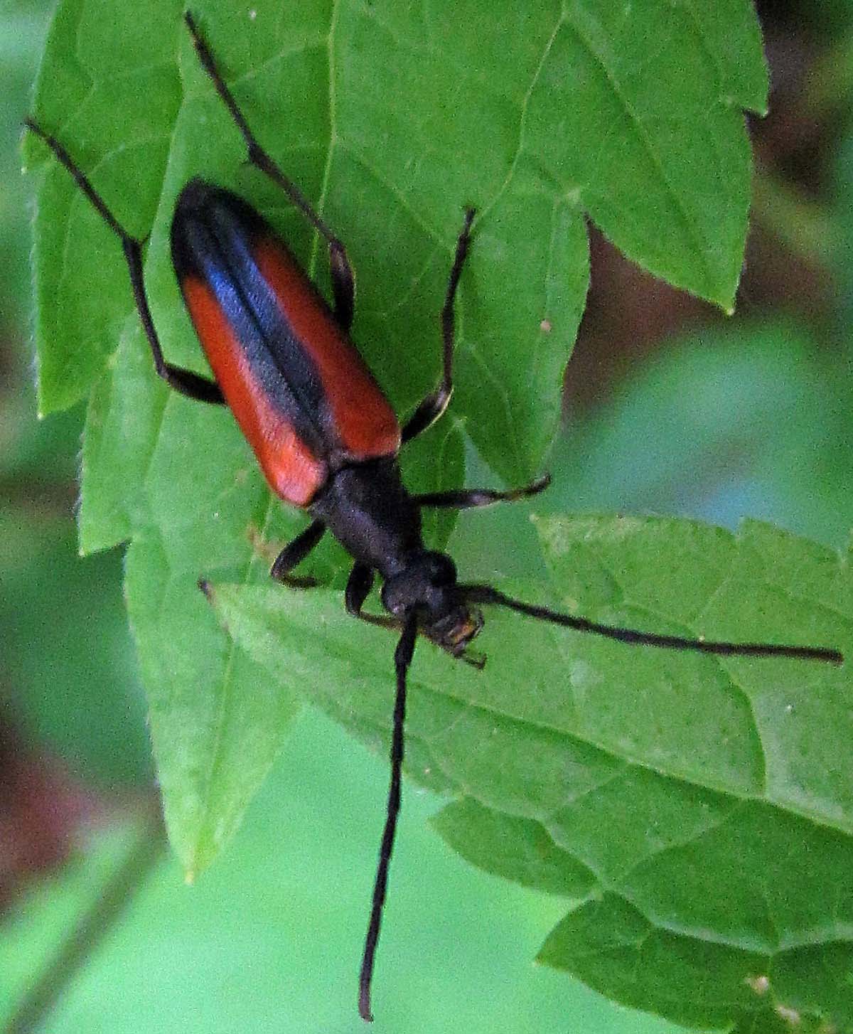 piccolo cerambicide: Stenurella melanura, femmina