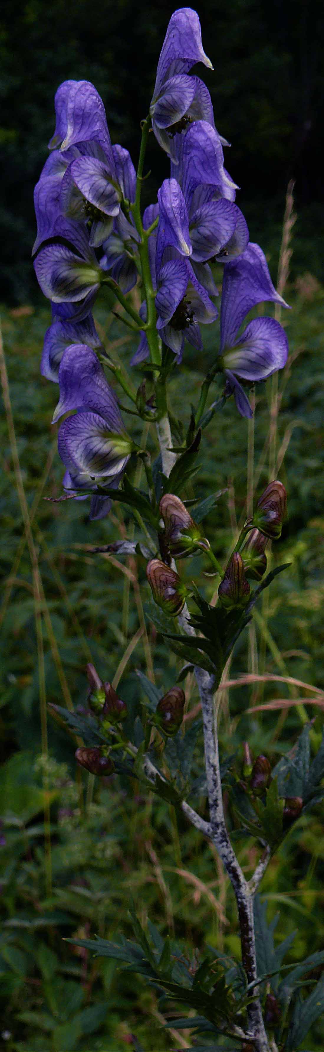 Aconitum variegatum / Aconito variegato