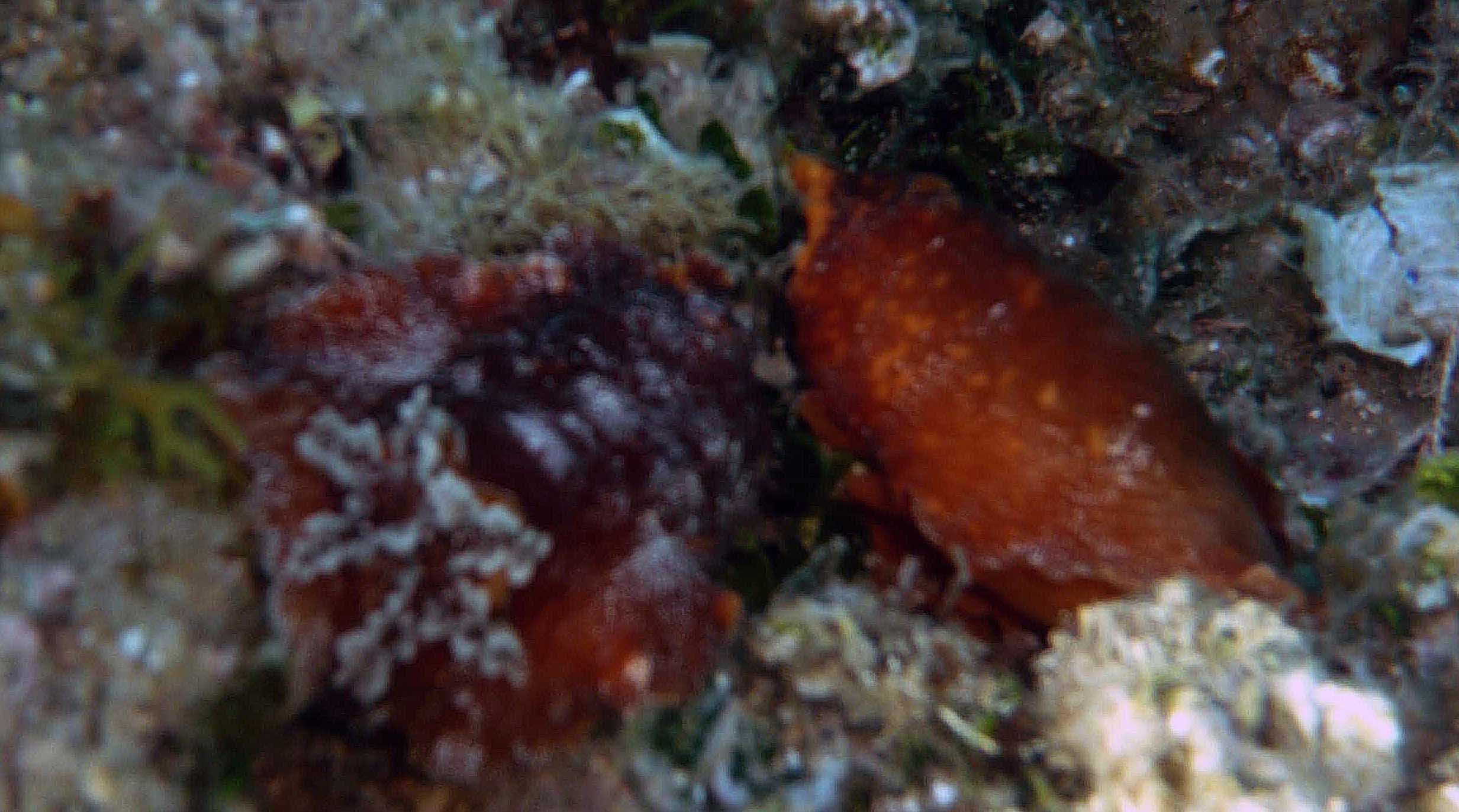 Platodoris argo abbondantissimo