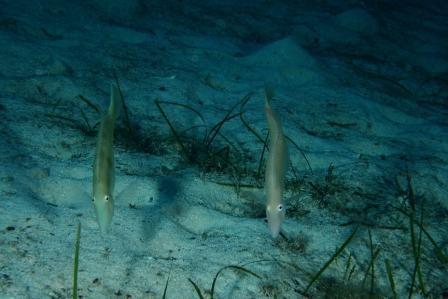 Danza nella posidonia (Xyrichtys novacula)