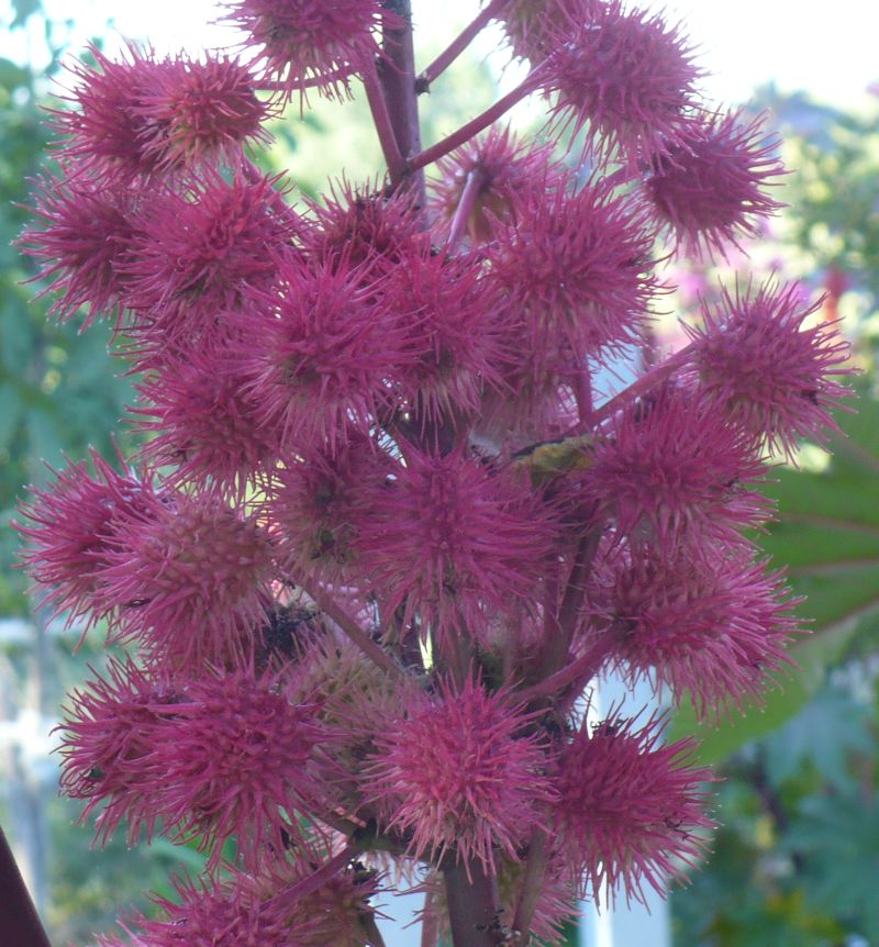 Ricinus communis