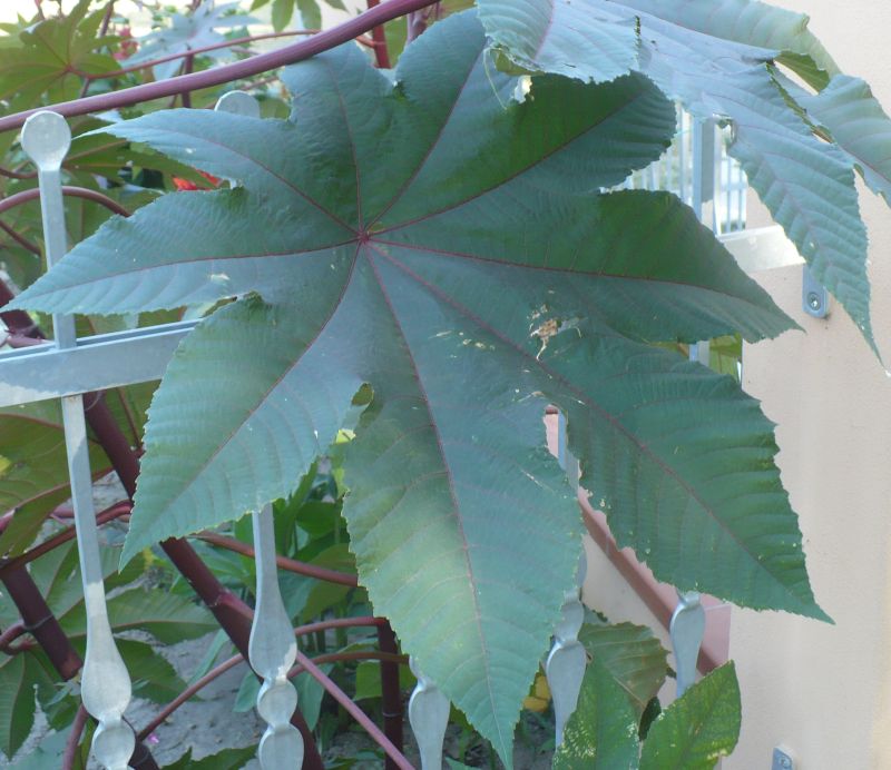 Ricinus communis