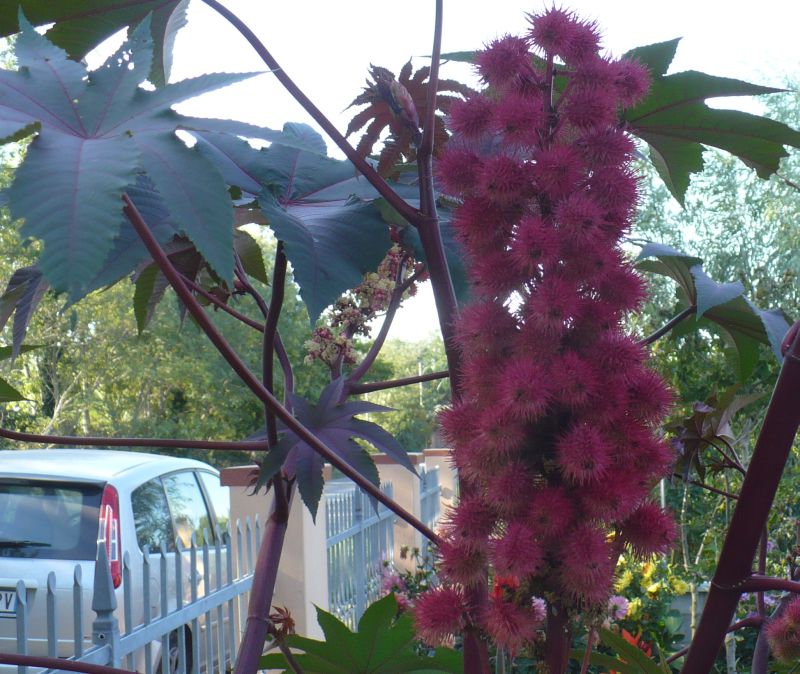 Ricinus communis