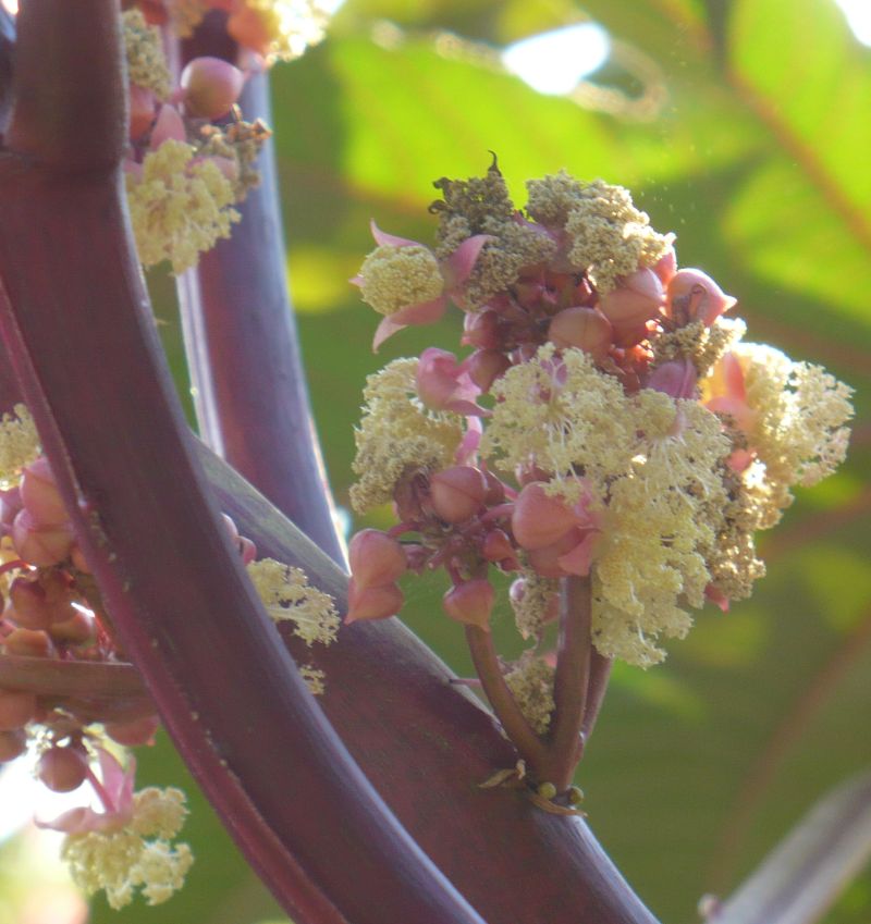 Ricinus communis