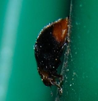 Cryptolaemus montrouzieri (Coccinellidae)