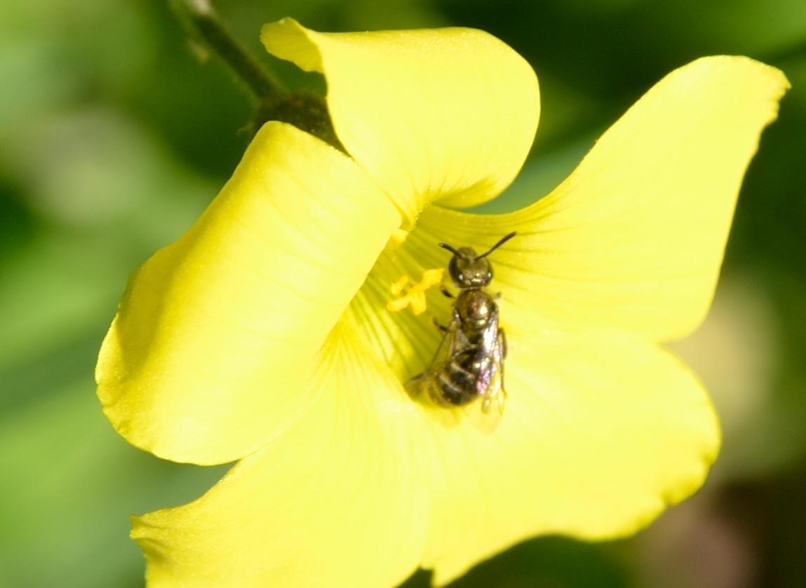 Apidae Halictinae: cfr. Lasioglossum sp.