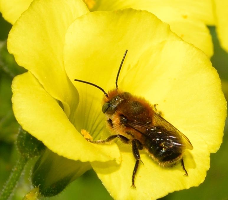 maschio di Eucera sp.