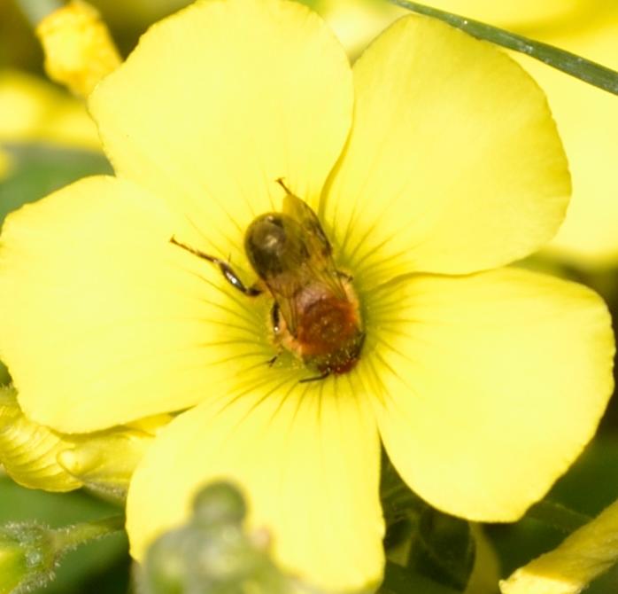 maschio di Eucera sp.