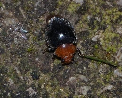 Cryptolaemus montrouzieri (Coccinellidae)