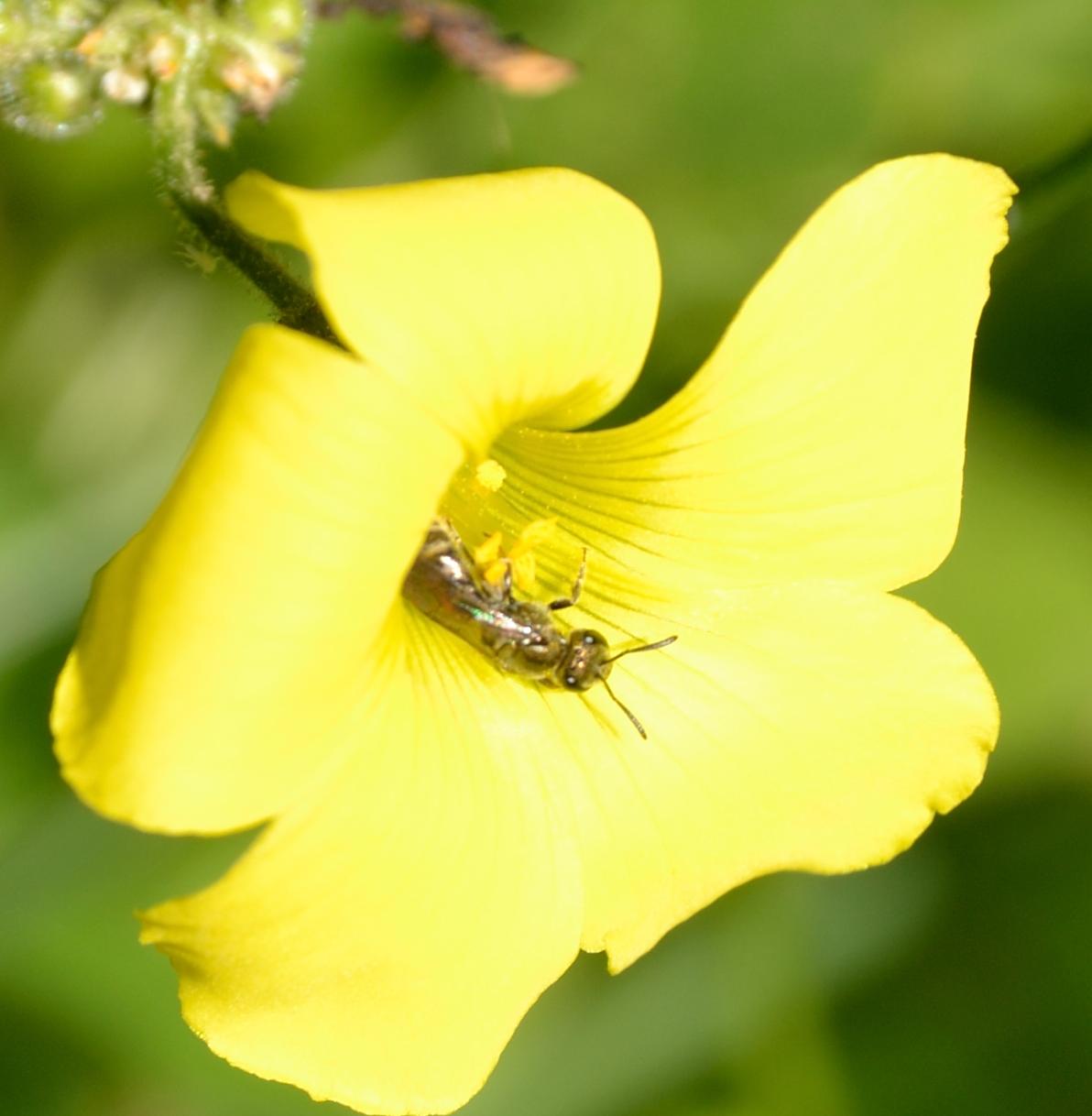 Apidae Halictinae: cfr. Lasioglossum sp.