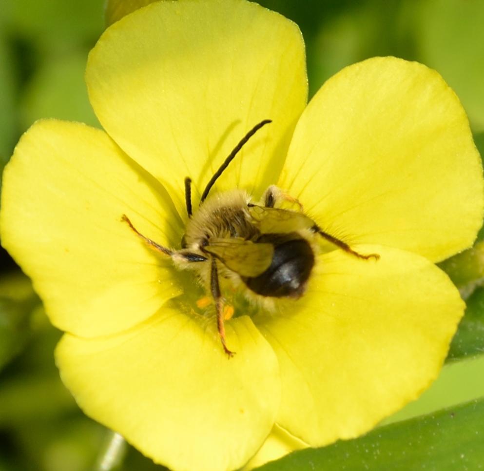 maschio di Eucera sp.