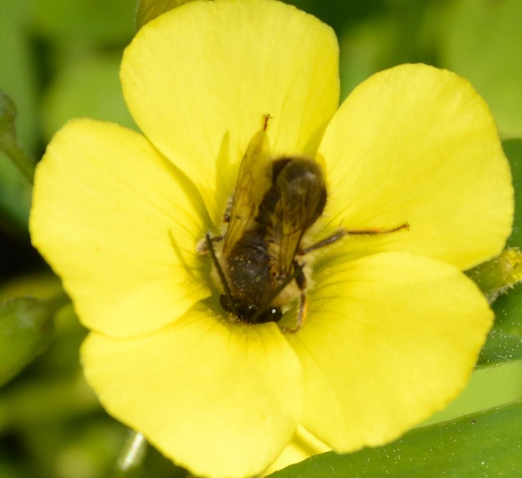 maschio di Eucera sp.