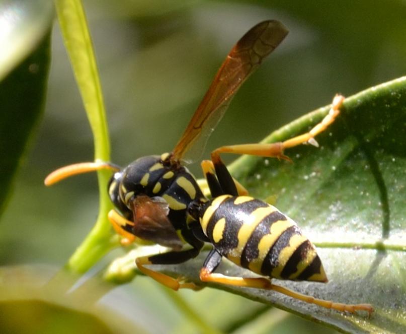 Polistes