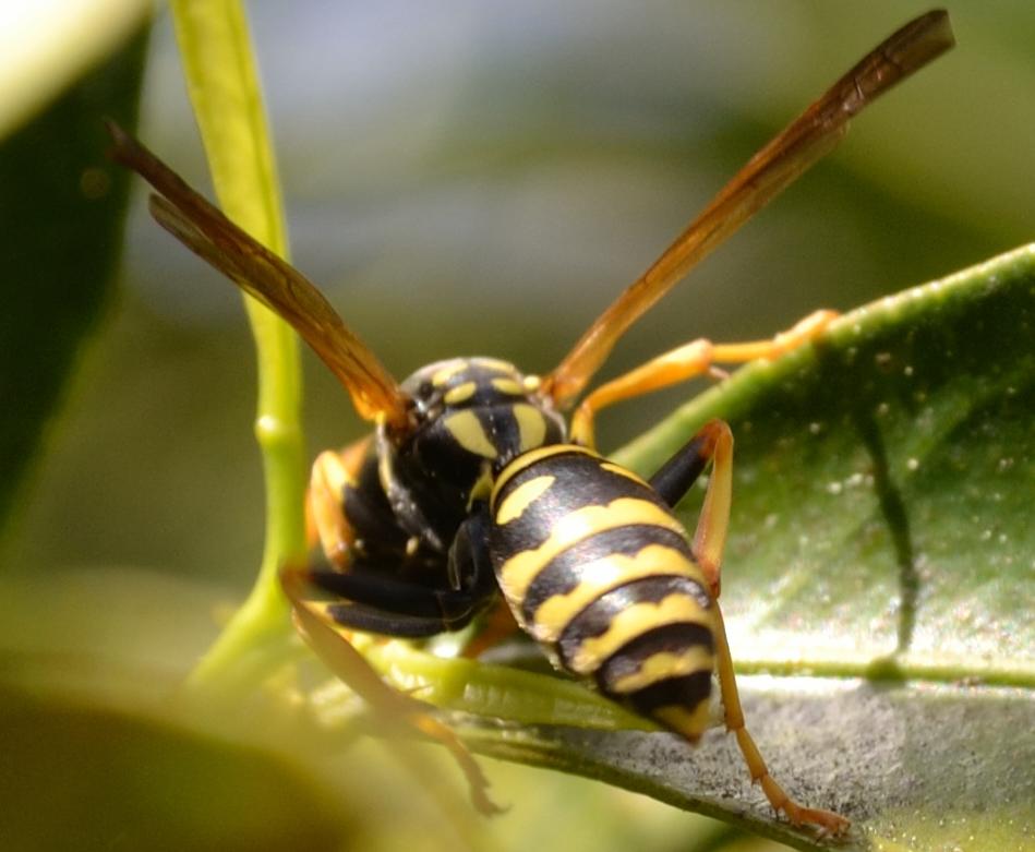 Polistes