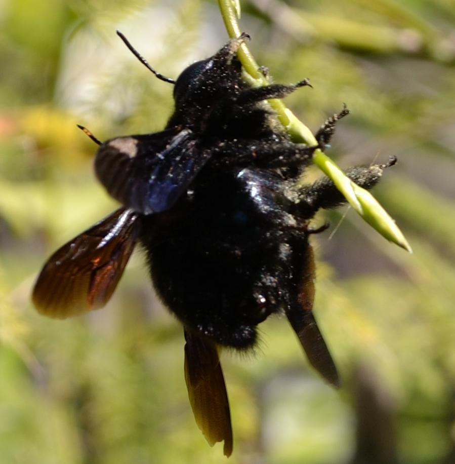 Xylocopa in amore