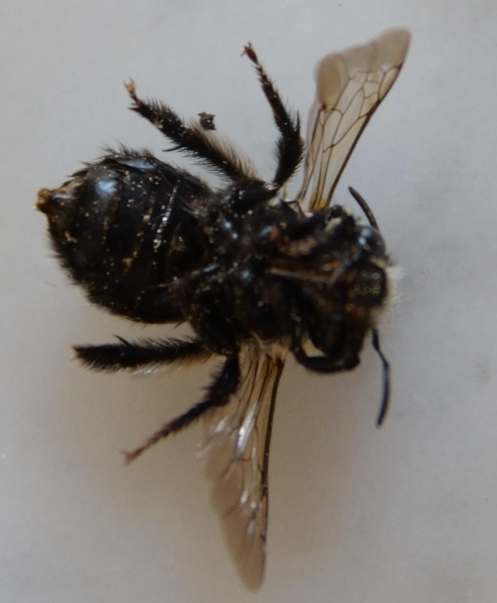 Femmina di Andrena vaga (annegata?).