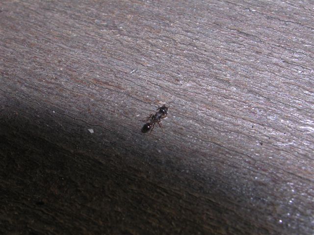 Formichine nere: Temnothorax sp. (T. niger?)