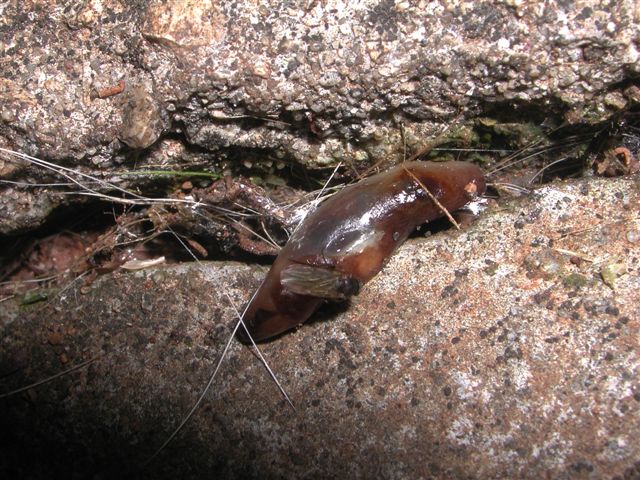 Cosa sono? Sepsidae: Nemopoda cf. nitidula