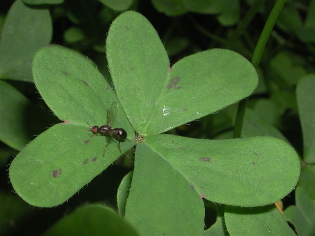 Cosa sono? Sepsidae: Nemopoda cf. nitidula