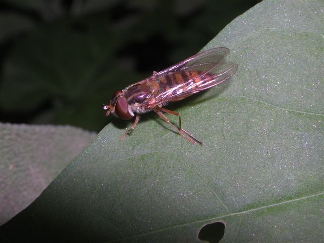 Episyrphus balteatus