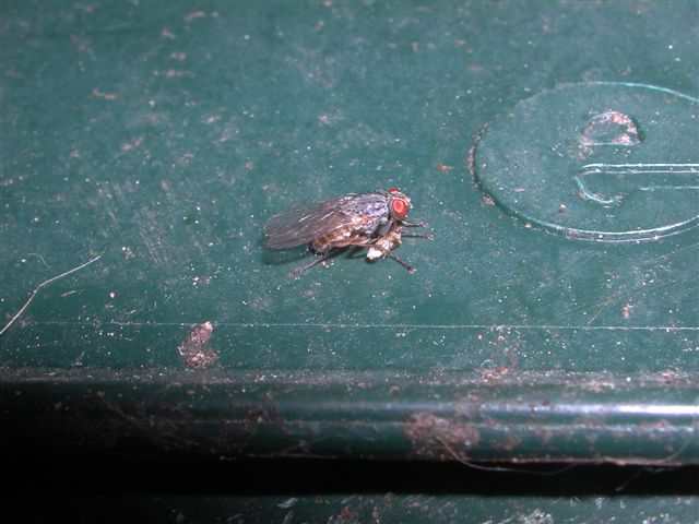 Predazione..Lispocephala brachialis (Muscidae)