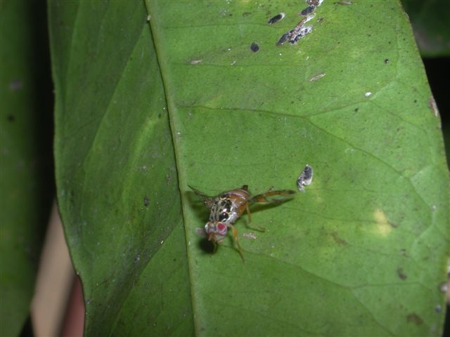 Ceratitis capitata?