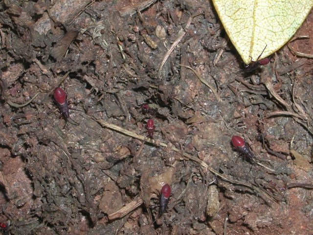 Massa di giovani Oxycarenus lavaterae e Pyrrhocoris apterus