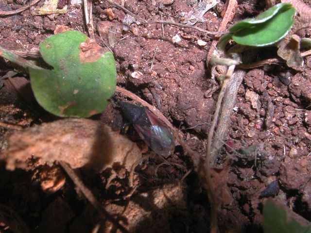 Massa di giovani Oxycarenus lavaterae e Pyrrhocoris apterus