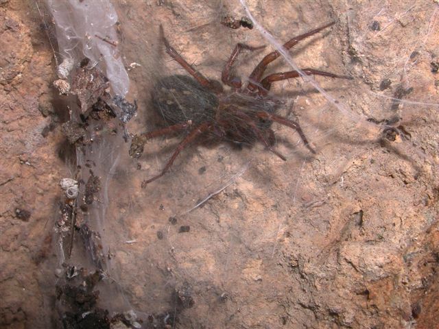 Lycosoides coarctata