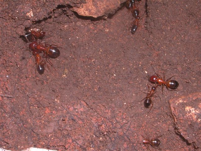 Camponotus.. nylanderi o pilicornis siculus?