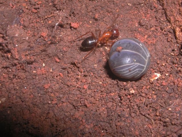 Camponotus.. nylanderi o pilicornis siculus?