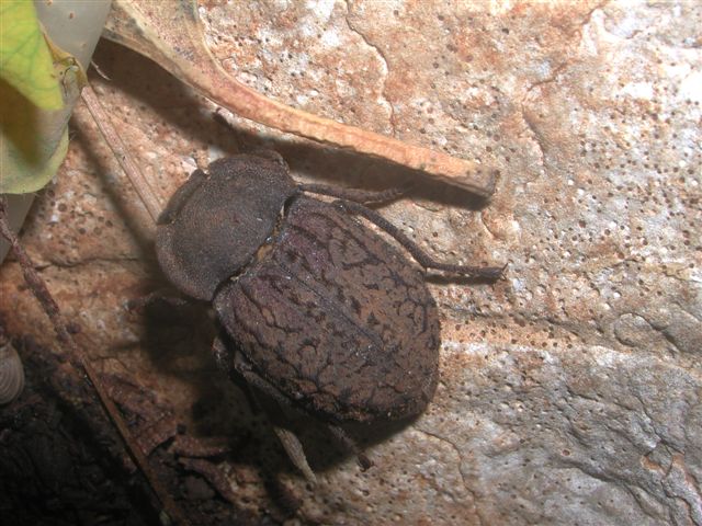 ID - Tenebrionidae