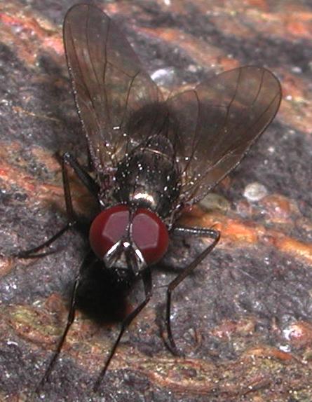 Muscidae:Hebecnema o Thricops