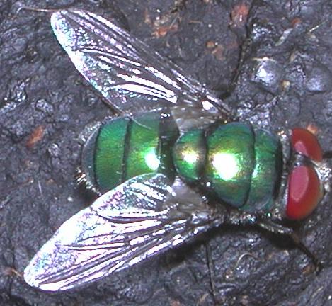 Diptera da det.4