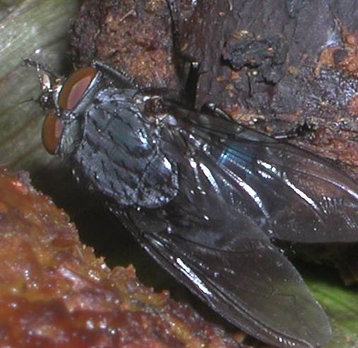 Calliphora vicina