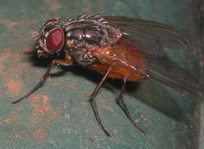 Phaonia subventa