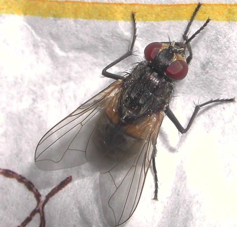 Musca domestica