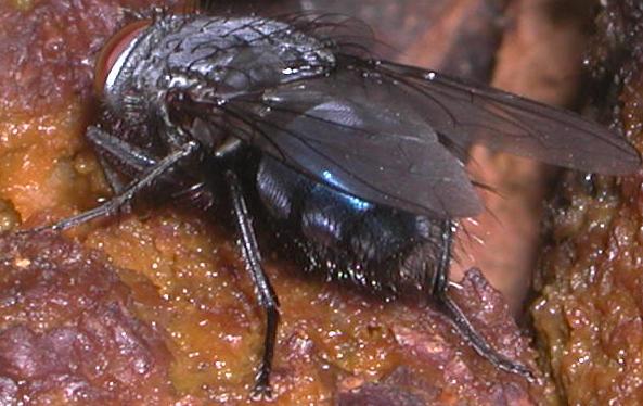 Calliphora vicina