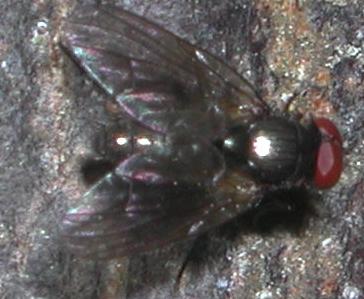 Muscidae:Hebecnema o Thricops