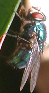 Diptera da det.4