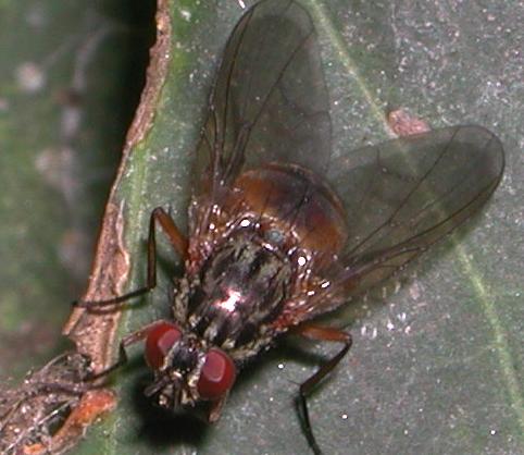 Phaonia subventa