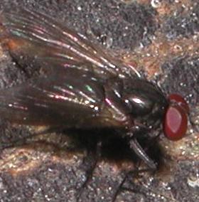 Muscidae:Hebecnema o Thricops