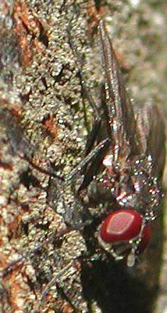 Muscidae:Hebecnema o Thricops