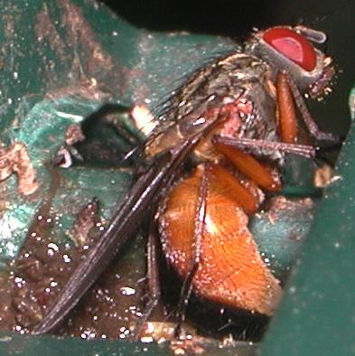 Phaonia subventa