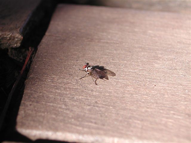 Anthomyia