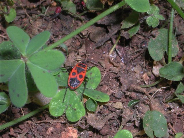 Massa di giovani Oxycarenus lavaterae e Pyrrhocoris apterus