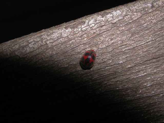 Coccinella: Rodolia cardinalis?